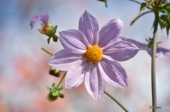 華麗