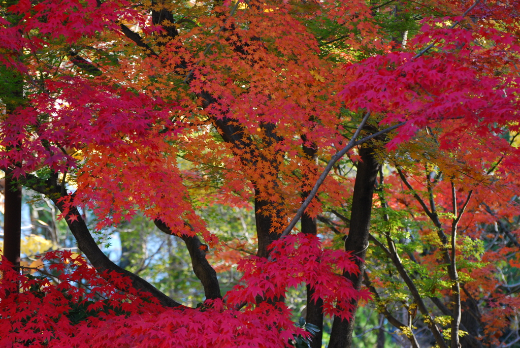 紅葉３