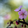 河津桜二輪