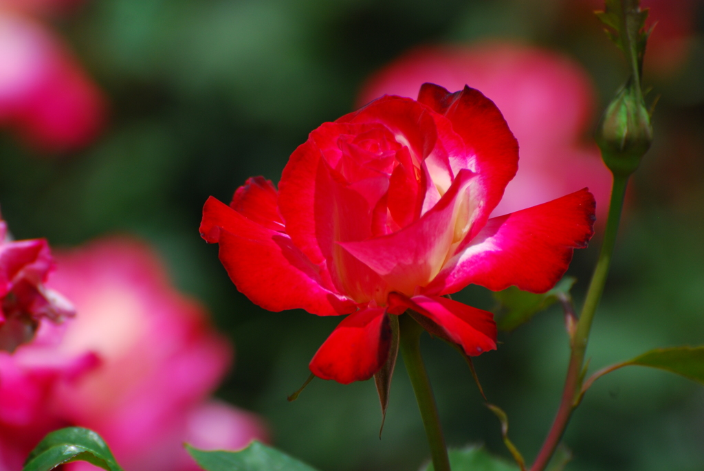 荒牧バラ公園-14