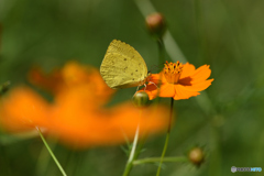 キバナコスモスに黄蝶