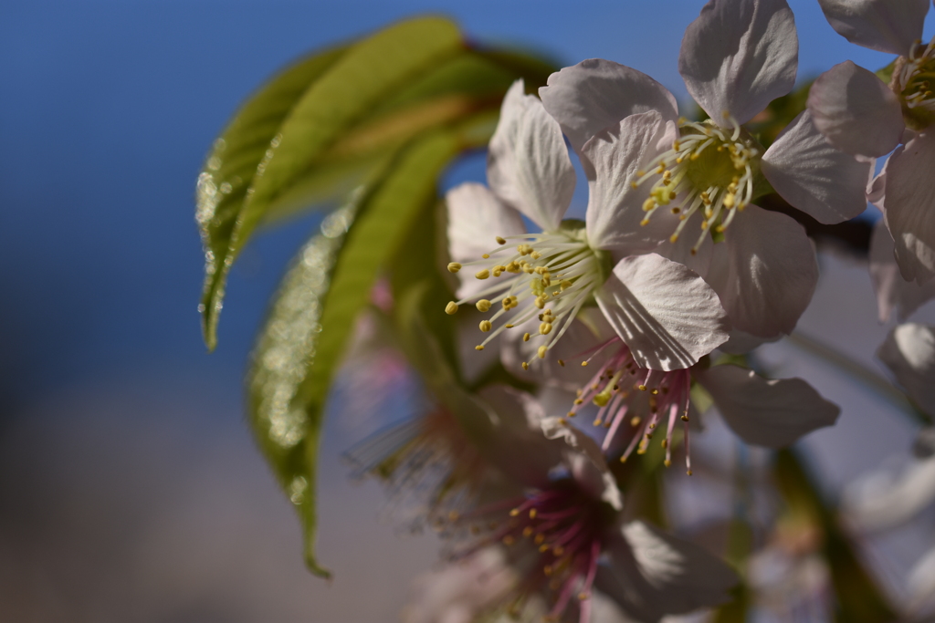 12月の桜