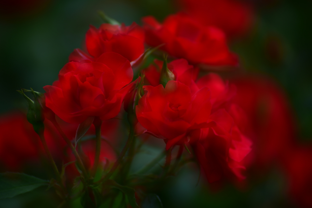 薔薇のゆらめき