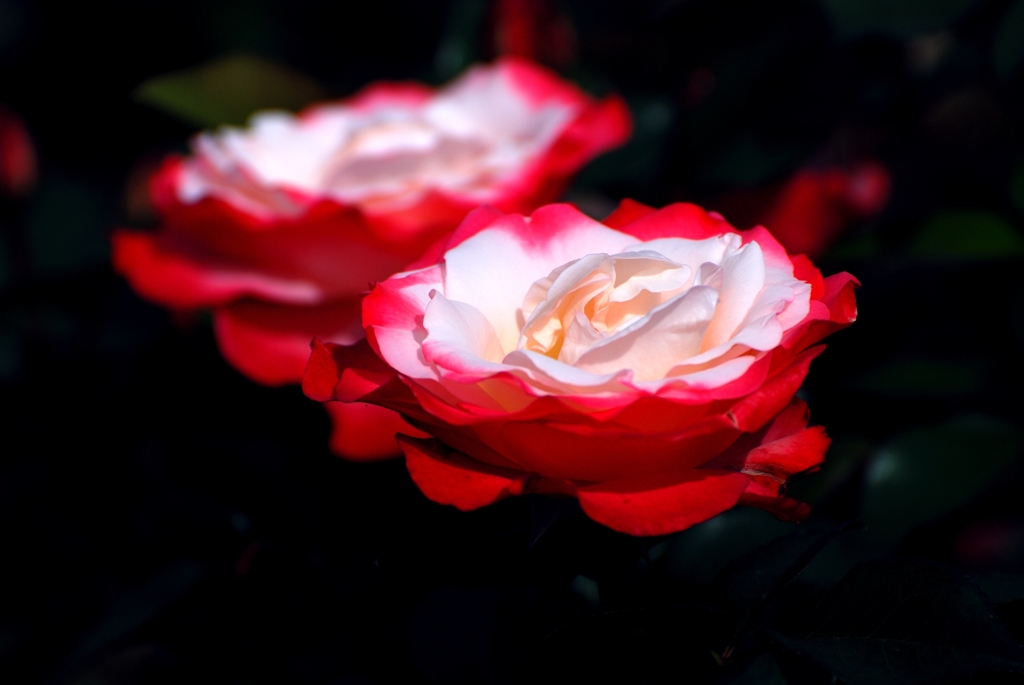 荒牧バラ公園Ⅱ-15