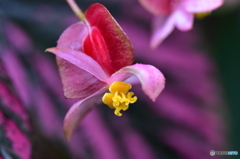 Begonia