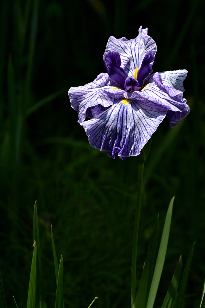 花菖蒲