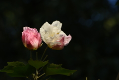 酔芙蓉