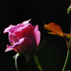 残り薔薇