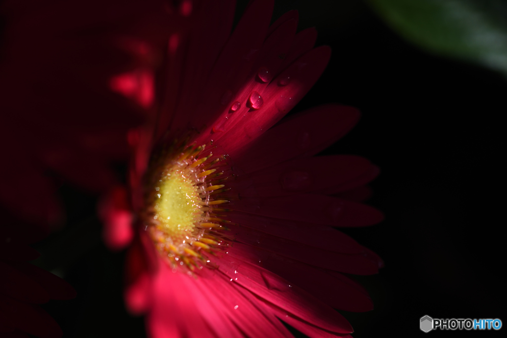 Gerbera