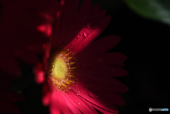 Gerbera