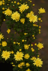 菊