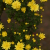 菊