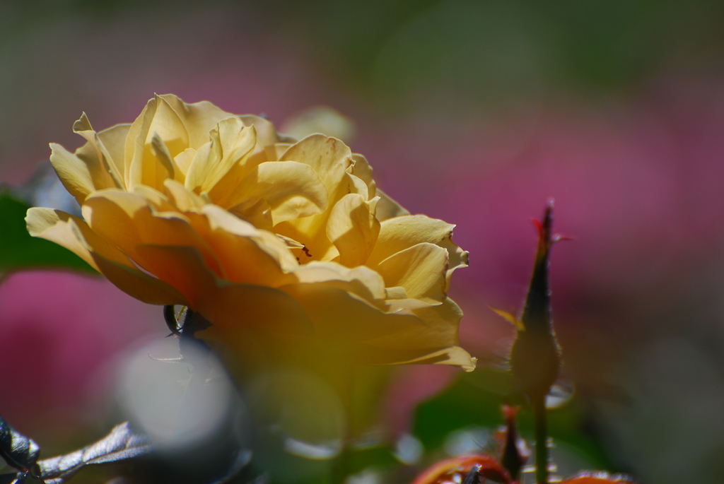 秋薔薇