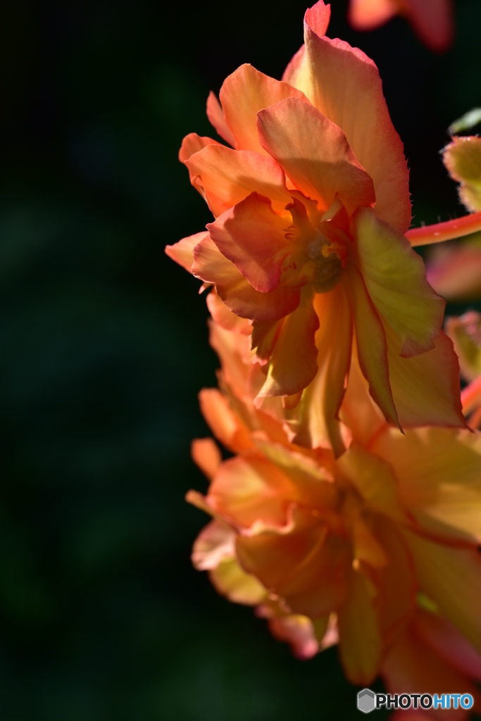 Begonia
