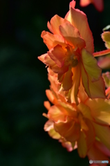 Begonia