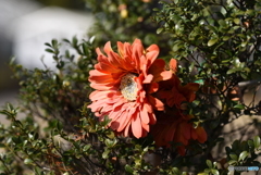 枯れない花(造花です)