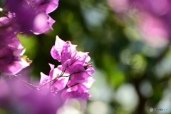 Bougainvillea