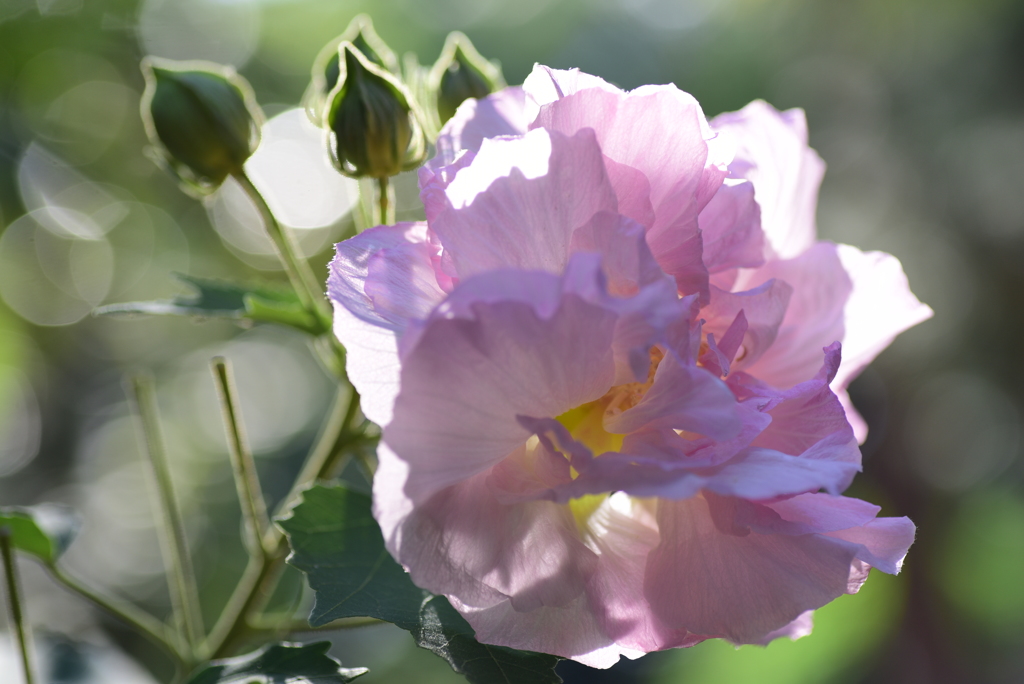 しとやかな恋人