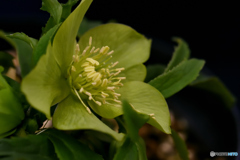 Christmas rose