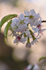 冬の桜