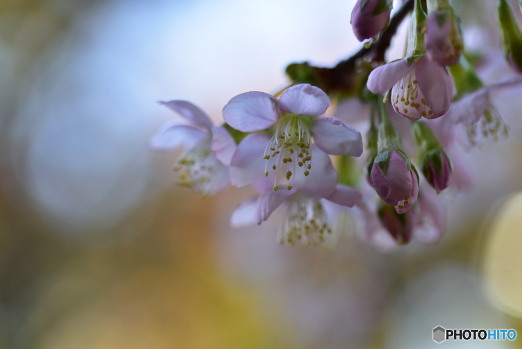 冬に咲く桜