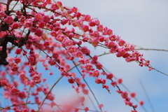 有終の美を飾る梅達 1 有終の美を飾る梅達 1