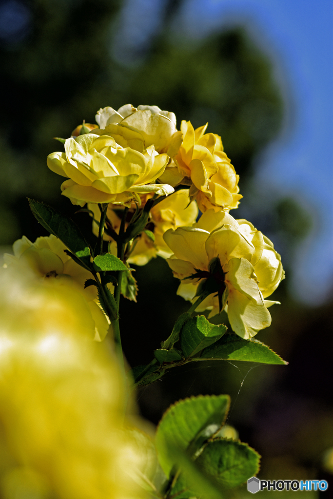 秋の薔薇