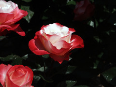薔薇