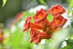 凌霄花