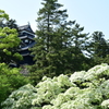 松江城とナンジャモンジャ