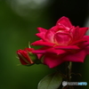 六月の薔薇