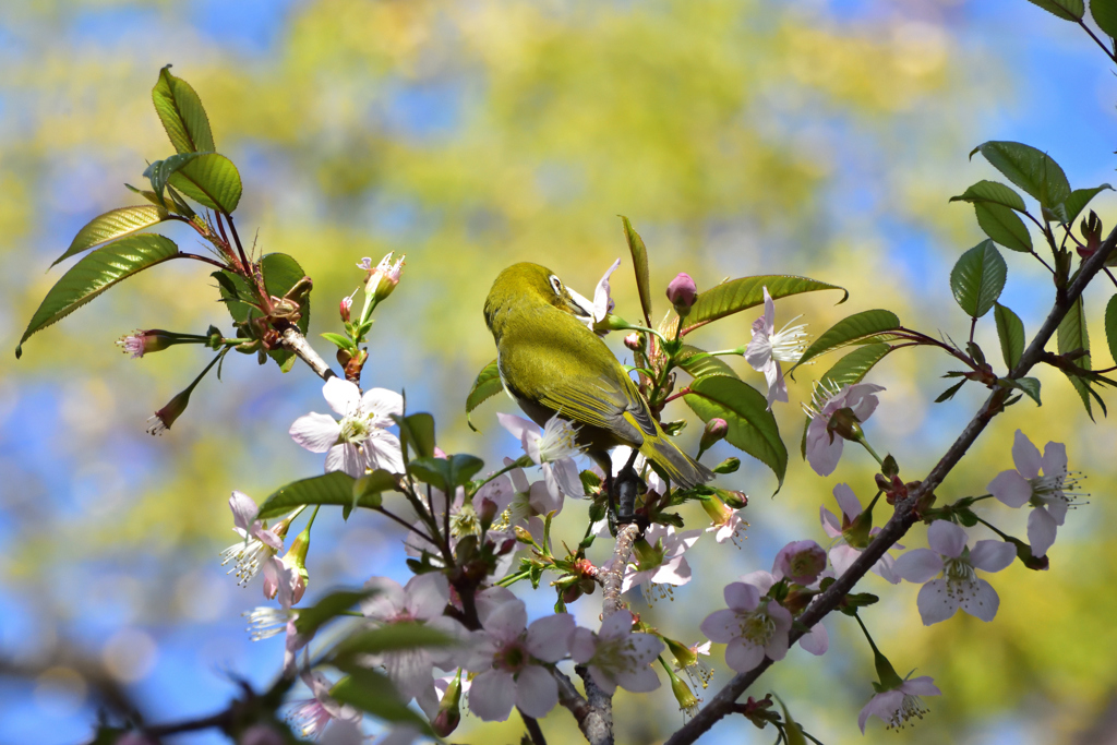 メジロとヒマラヤ桜11