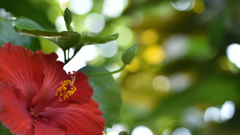 hibiscus２