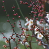 春序曲　１