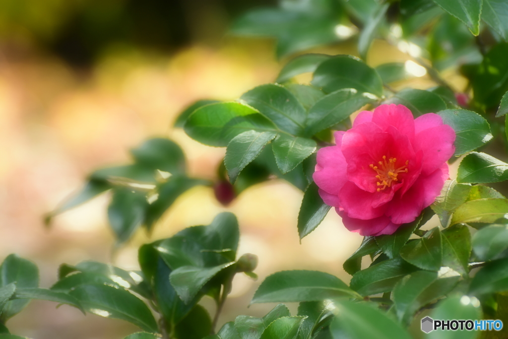 山茶花