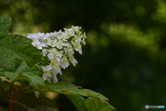柏葉紫陽花