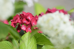 紫陽花
