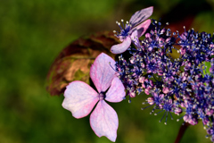紫陽花