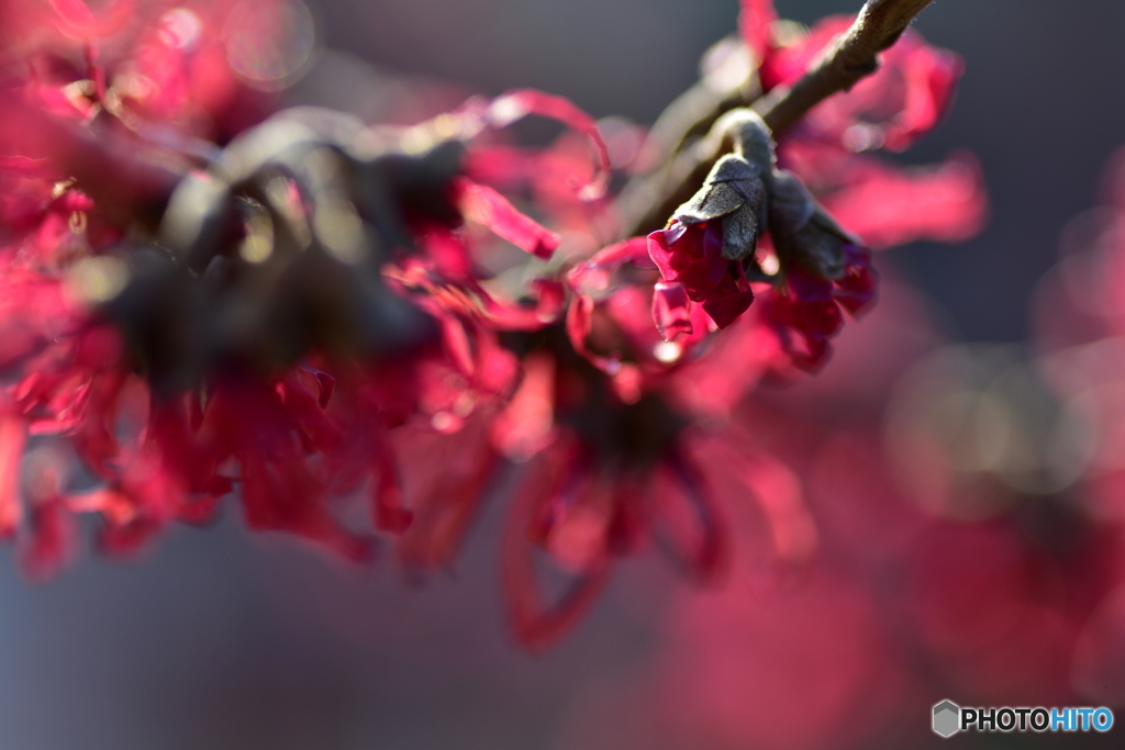 花の芸術