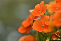 viola