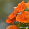 viola