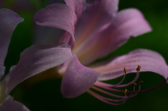 花弁のみずみずしさ