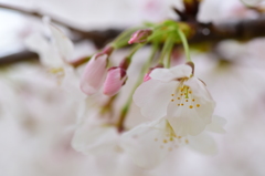 日本の花