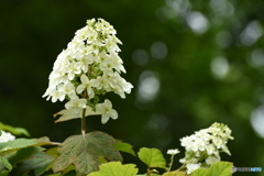 柏葉紫陽花
