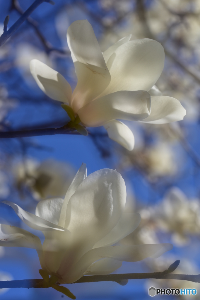 清楚な花