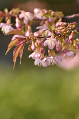 ヒマラヤ桜