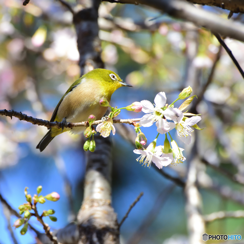 メジロとヒマラヤ桜