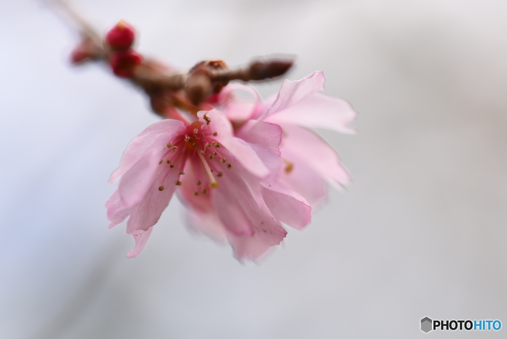 御会式桜