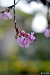 2020年01月の十月桜