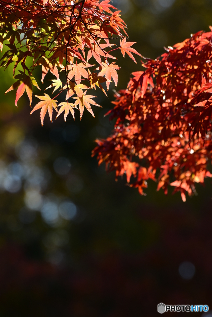 紅葉１